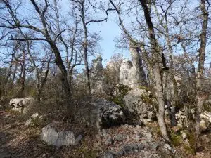 la forêt